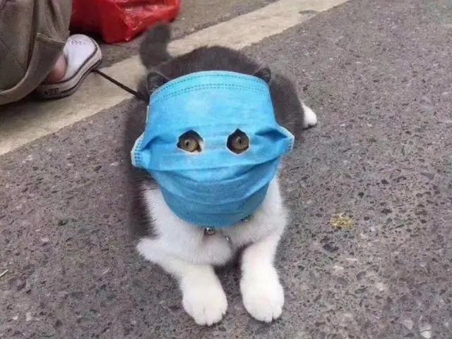 Cat in a medical mask blank meme template
