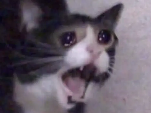 Yamero Cat blank meme template