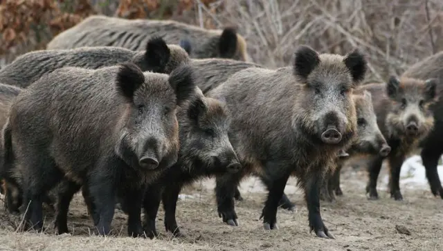 30–50 Feral Hogs blank meme template