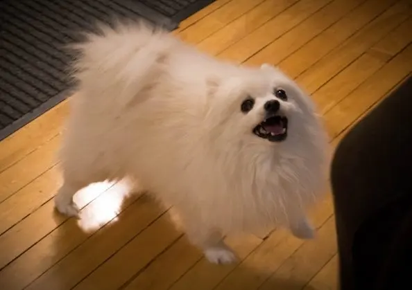 Gabe the dog blank meme template