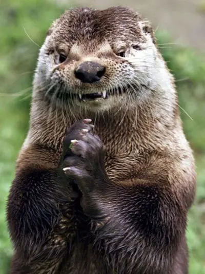 Evil Otter blank meme template