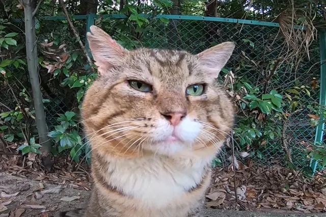 Cat Sock blank meme template