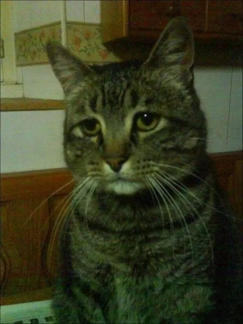Depressed Cat blank meme template