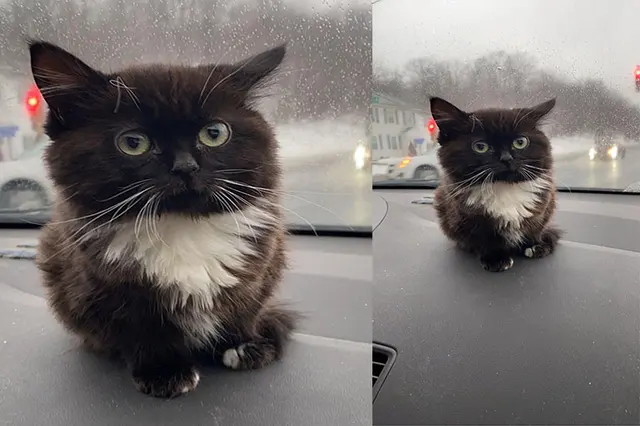Virgo Cat blank meme template