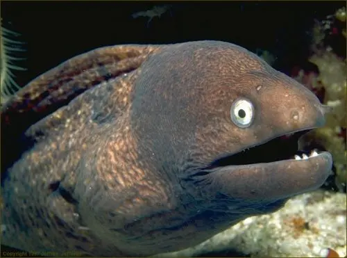 Bad Joke Eel blank meme template