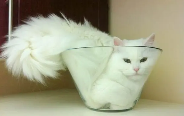 I’ll fit - I’ll sit down blank meme template