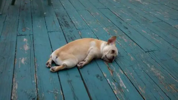 tired dog blank meme template