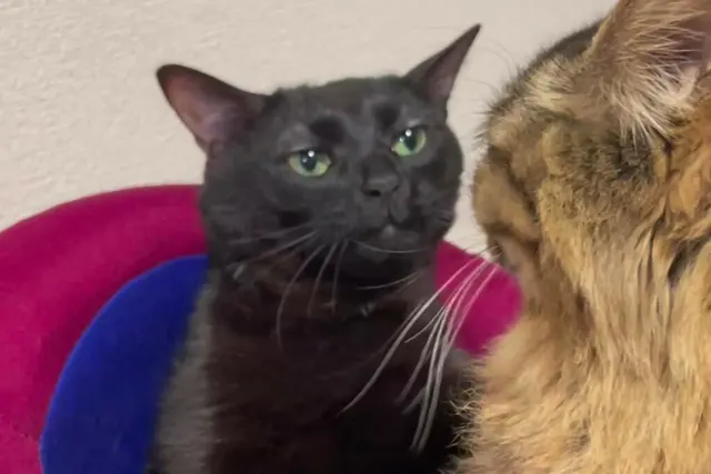 Black Cat Zoning Out blank meme template