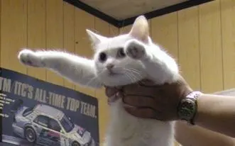 Longcat meme template