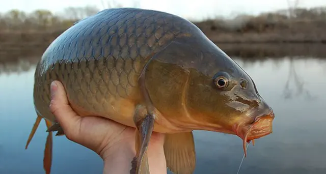Carp meme blank meme template