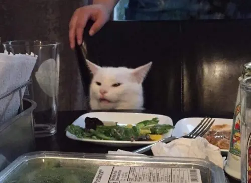 Confused cat at dinner blank meme template