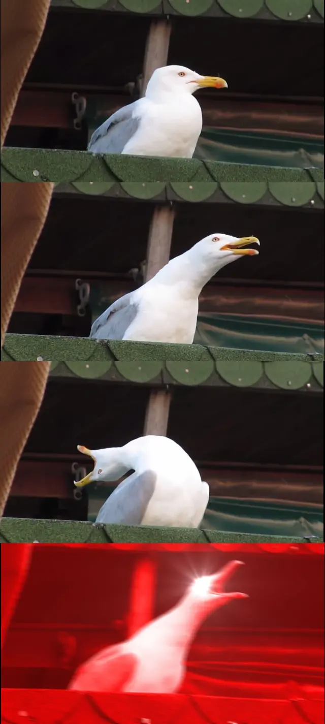 Inhaling Seagull blank meme template