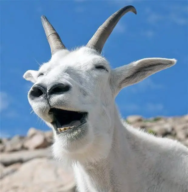 Laughing Goat blank meme template