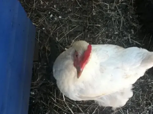 Angry Chicken Boss blank meme template