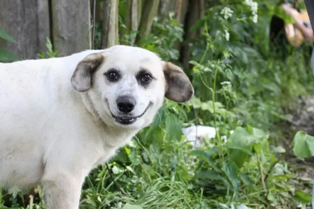 Smiling dog and suspicious dog blank meme template