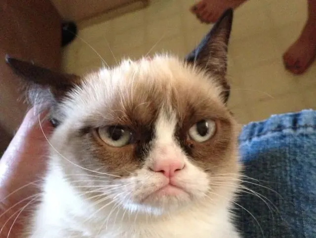 Grumpy cat blank meme template