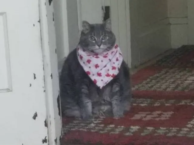 Fat cat in a bib (There's something poo-shot) blank meme template