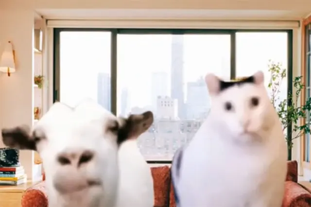 Rambling goat and Huh cat blank meme template