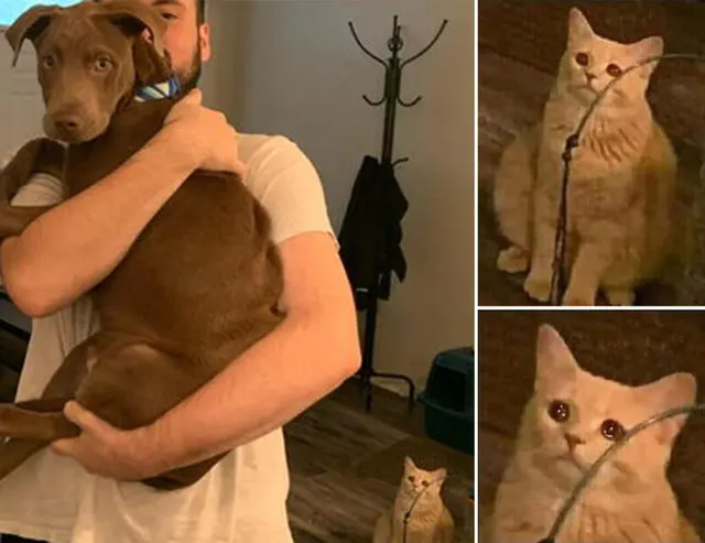 Cat Looking at Man Holding Dog blank meme template