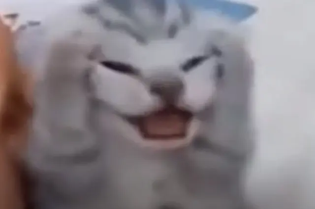 Kitten grabs its head and screams blank meme template
