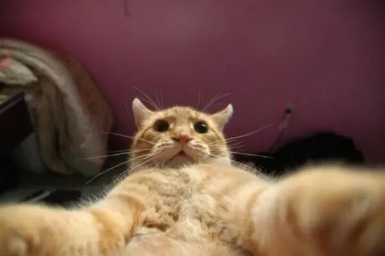 Johnny Catswill (cat blogger) blank meme template