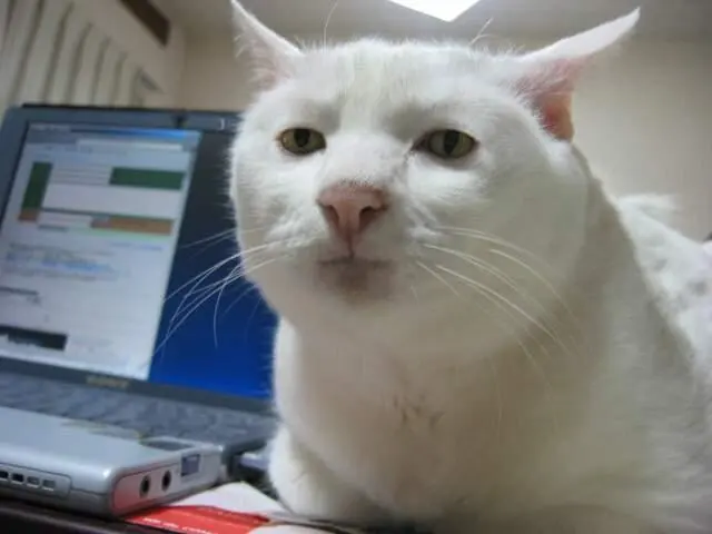 Serious cat blank meme template