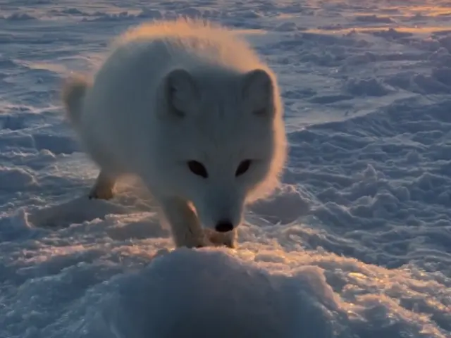 Arctic fox stole capelin blank meme template