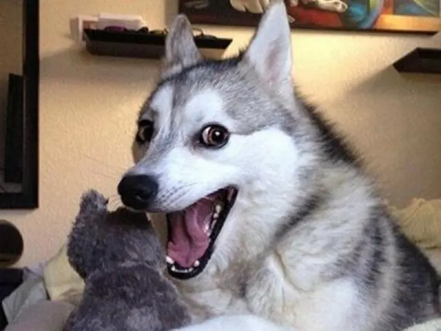 Pun Dog blank meme template