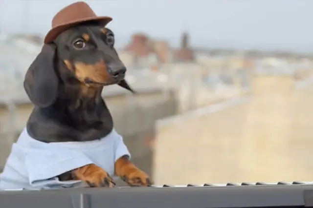 Swagdog697 blank meme template