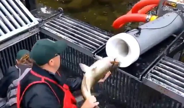 Salmon cannon blank meme template