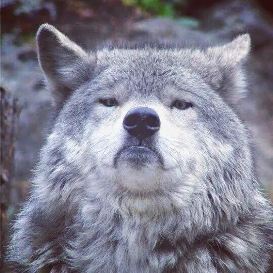Proud Wolf blank meme template