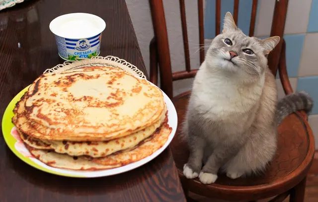 Blini cat blank meme template
