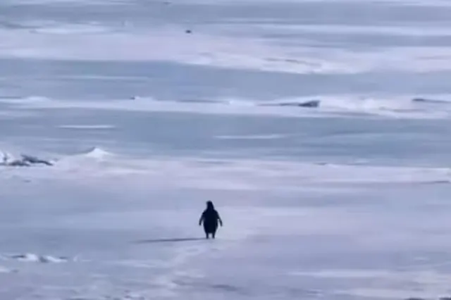 Nihilist Penguin blank meme template
