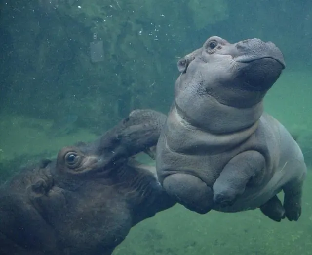 Hippo Fiona blank meme template