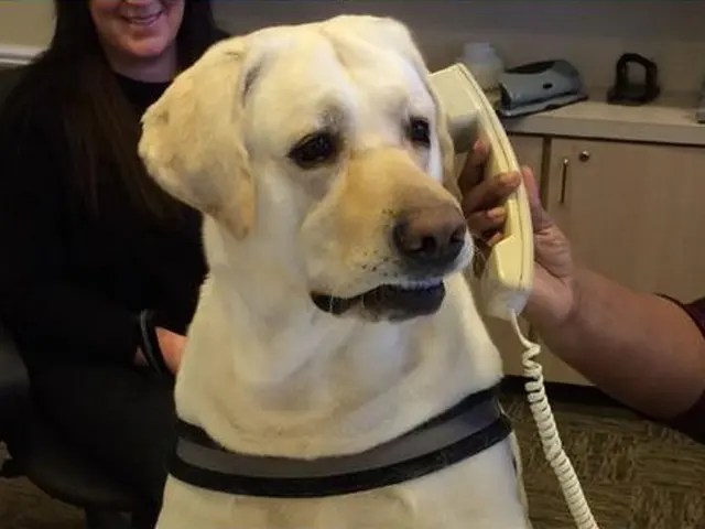 Dog on the Phone blank meme template