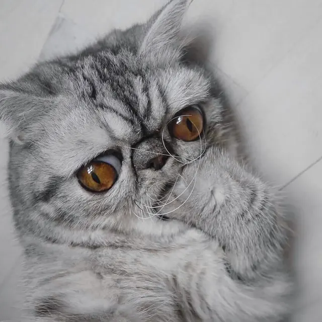 Cat bites paw blank meme template
