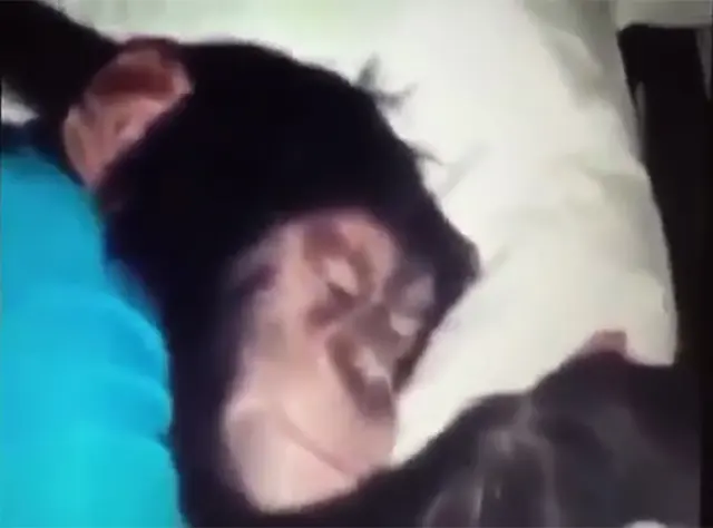 Erzhan, get up blank meme template