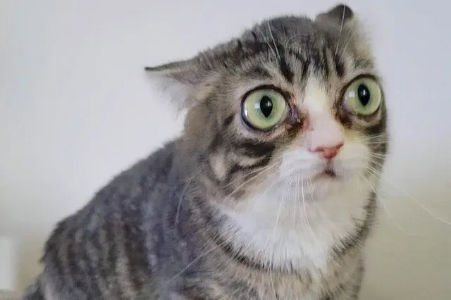 Winky Cat Reaction blank meme template
