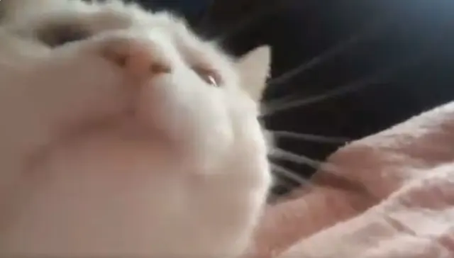 CatJam blank meme template