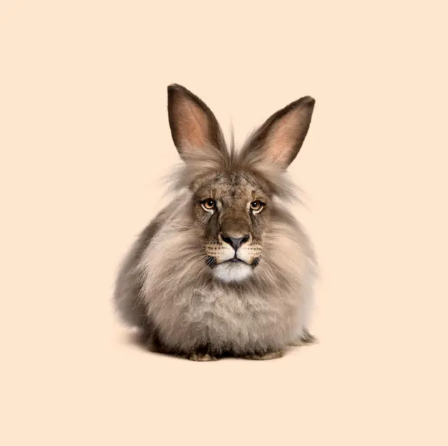 Cheremsha Lion-Rabbit meme template