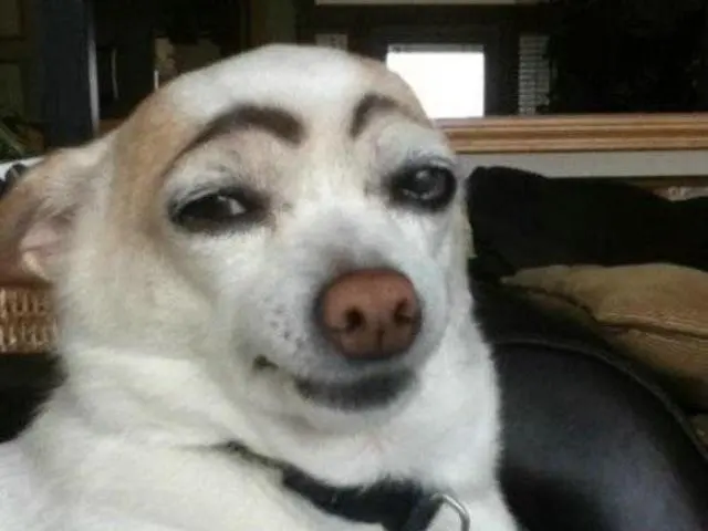 Dog with eyebrows blank meme template