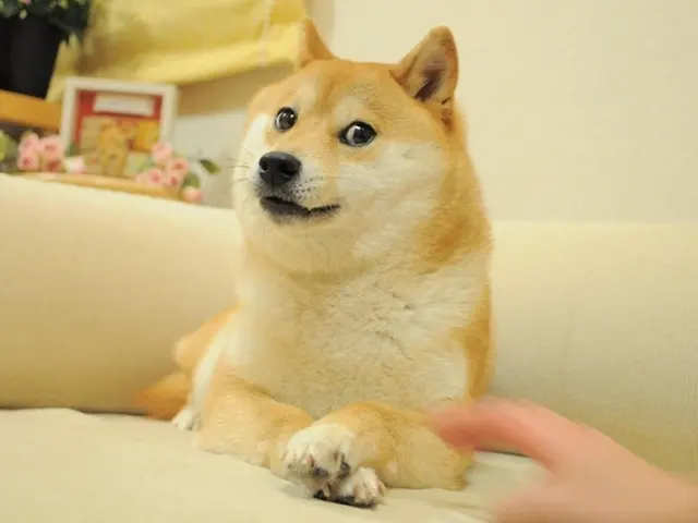 Doge blank meme template