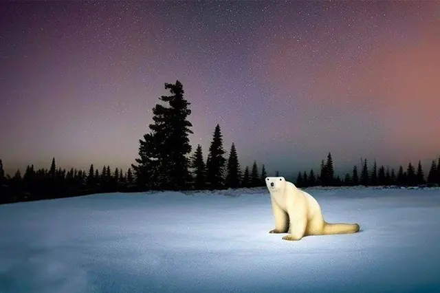 Polar Bear 2026 blank meme template