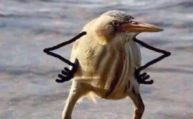 So blet (bird with hands) blank meme template