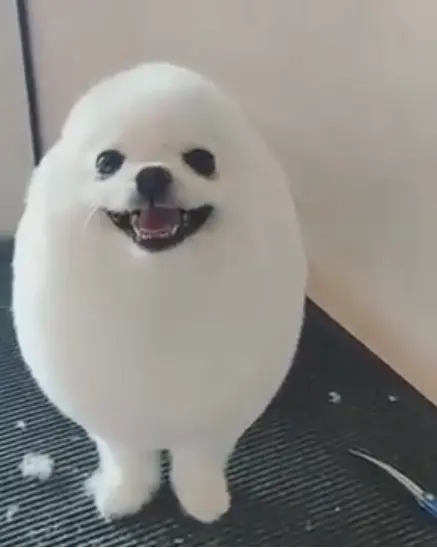 Eggdog blank meme template