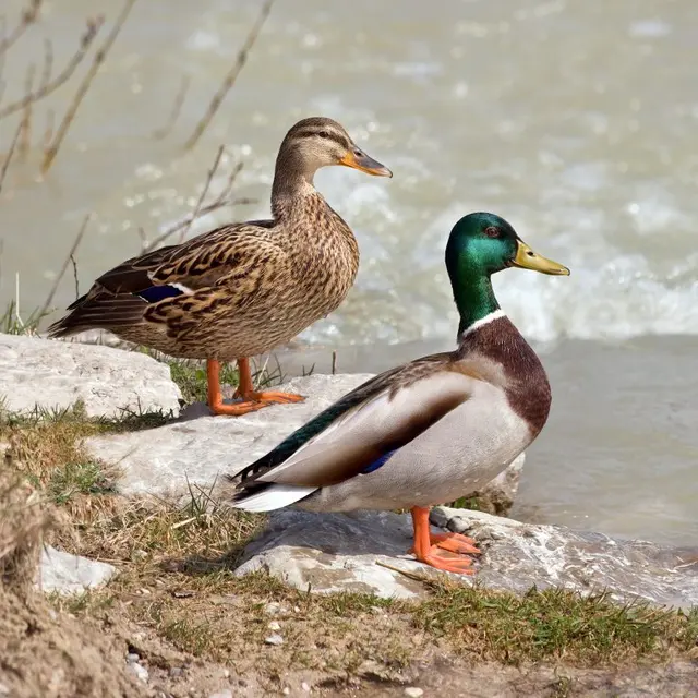 The duck says “in vain” blank meme template