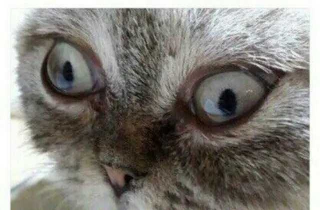 Omagad omagad blank meme template