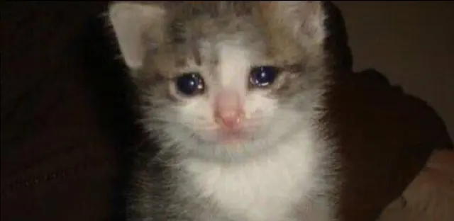 Crying Cat blank meme template
