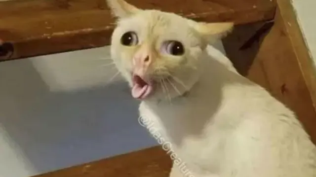 Coughing Cat meme template