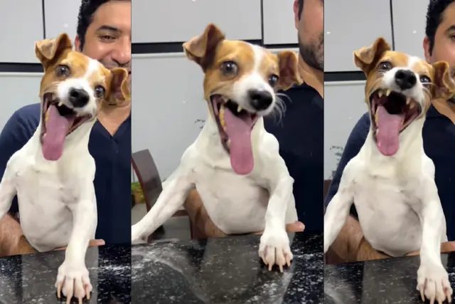 The dog laughs blank meme template